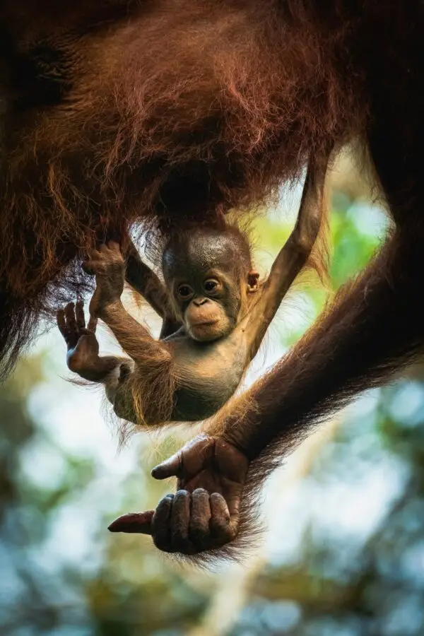 Baby-Orang-Utan hängt am Fell seiner Mutter.